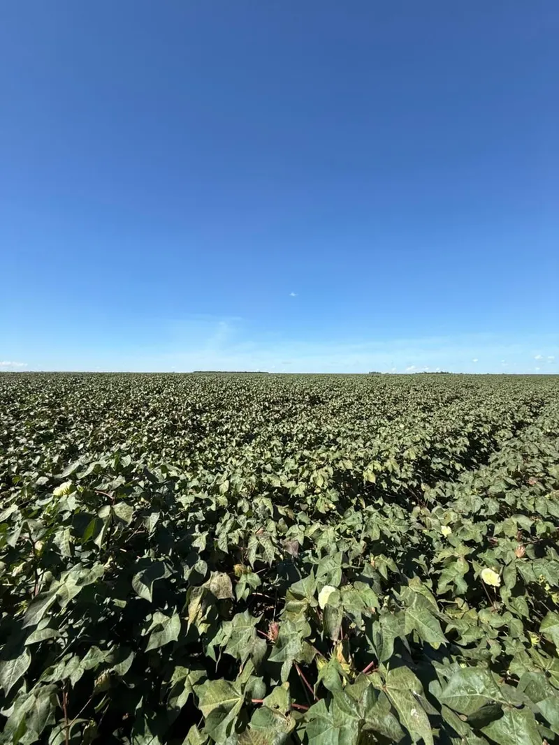 Fazenda 5.000 ha em Nova Mutum